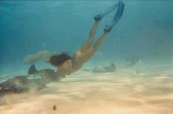 Stingray City Grand Cayman Cayman Islands